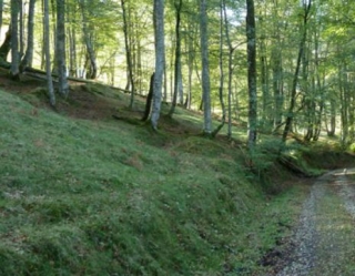  Asturian forests 